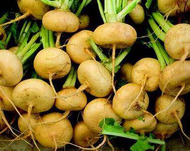 Golden Ball Turnip